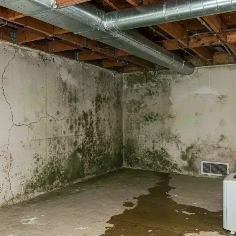 Professional Mold Removal in Christian County, IL